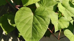 【お題日記】家で下着は着けてる？