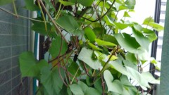 【お題日記】今日最初に検索したH関係のワード