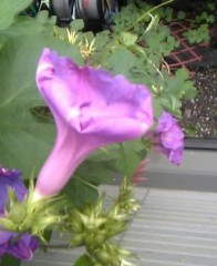 朝から夕方色…