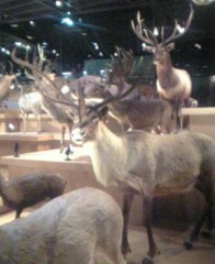 トナカイ。。。