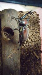 我が家のカブトムシくん