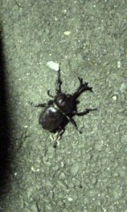 カブトムシ！？