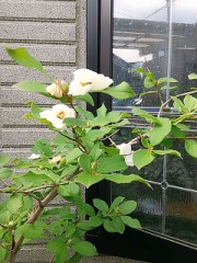 沙羅双樹の花の色