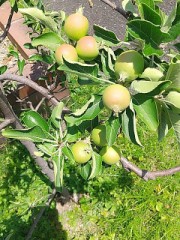 今日のは簡単、、リンゴじゃん、、では種類は？