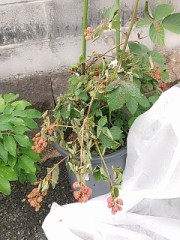 ブラックベリー全滅