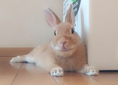 うさぎちゃんに釣られてはいけない、、釣り広告