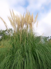 お月見泥棒って知っとっか？