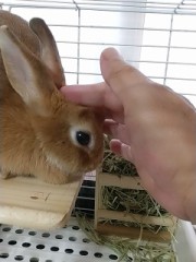 【お題日記】好きなスイーツ