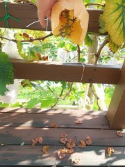 食欲の秋？いやこれは芸術の秋