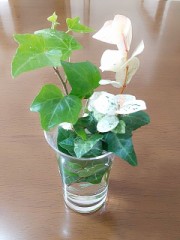 【お題日記】あなたのストレス解消法