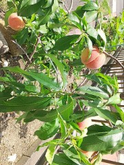 【お題日記】今日の小さな幸せ