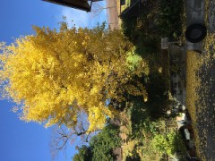 紅葉も綺麗だけど