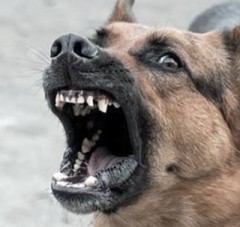 【お題日記】散歩中に出会った猫ちゃん