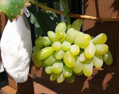 【お題日記】一生モノの趣味ってある？