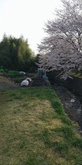 里山の桜