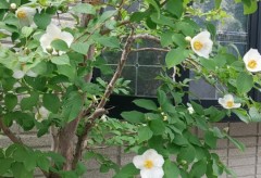 雨にしっとりと濡れた君が好き