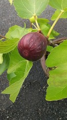 樹上完熟の果物