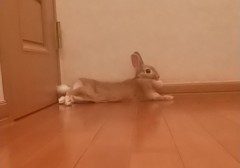【お題日記】道端のウサギに話しかける？