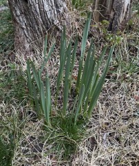 【お題日記】最近ちょっと嬉しかったことは？