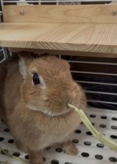 【お題日記】雰囲気で流されるタイプ？しっかりブレーキかけるタイプ？