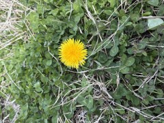 【お題日記】恋愛体質だと思う？