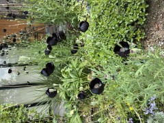 ちょっと大人じゃない？