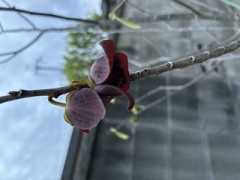 この花知ってますか？