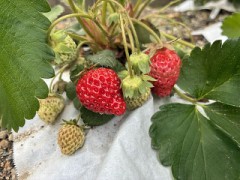 色褪せたら色をつければ良い