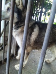 【お題日記】あなたは犬派？それとも猫派？