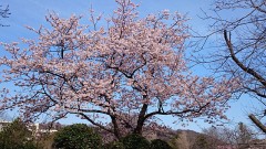 【お題日記】春と言えば？