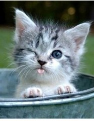 【お題日記】イヌ派？ネコ派？それとも？