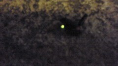 予期せぬ訪問者！！