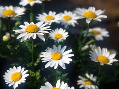 とうとう、恋人なしの夏のおわり、、、