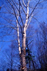 今年とうとう＾＾