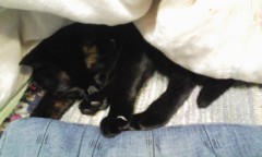 昨日は和歌山に水仙を観に行く予定だったのに