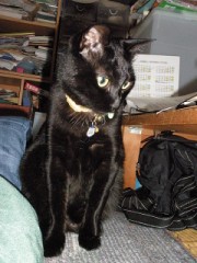 【お題日記】あなたは犬派？それとも猫派？