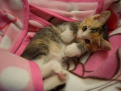 【お題日記】自分と相性がいいのはどんな人？