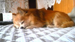 シルバーウィークから実家へ