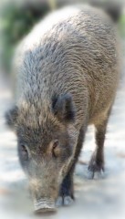 猪（いのしし）