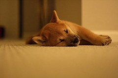 2/11(にゃん・わんわん)の日(笑)