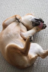 犬っぽいのかも･･･