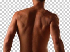 背中。上腕二等筋