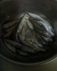 今日は釣りに行きました。