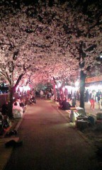 夜桜