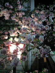 造幣局の通り抜け