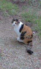 四国80番 国分寺 －三毛猫－