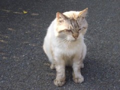 新四国曼陀羅36番 世田薬師 －猫－