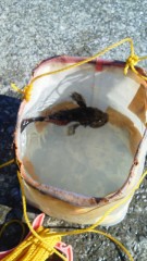 しがない、カサゴ…