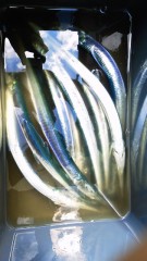 久々の快感゜+ 。(*′∇｀ )。+゜