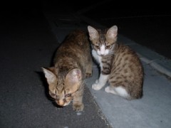 子猫ちゃんPART３